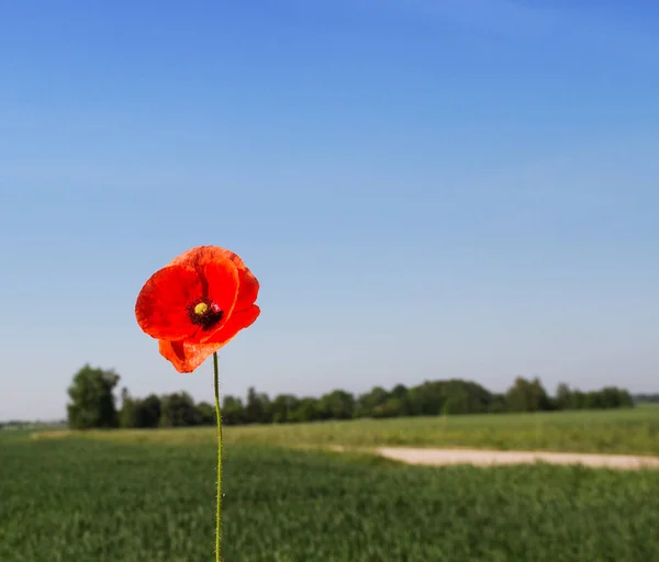 Rode Papaver Groene Granen Veld Zomer — Stockfoto