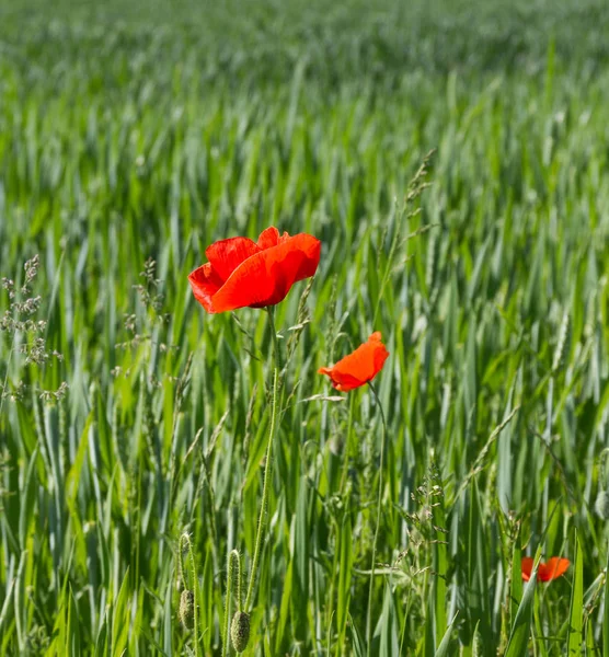 Papoilas Vermelhas Campo Cereais Verde Verão — Fotografia de Stock