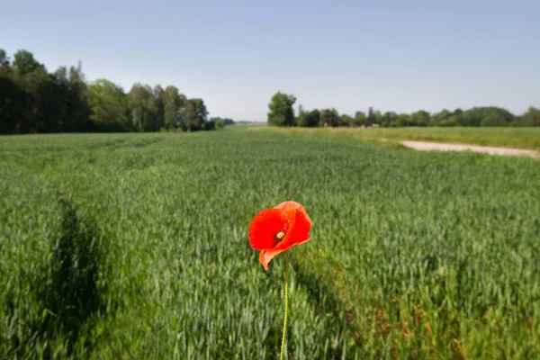 Rode Papaver Groene Granen Veld Zomer — Stockfoto