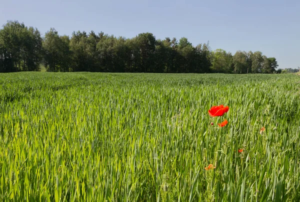 Красные Маки Зеленом Зерновом Поле Летом — стоковое фото