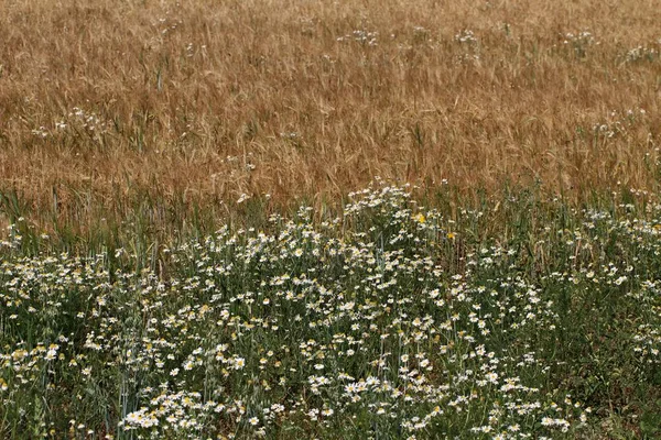 Пшеничное Поле Сорняками Белой Маргаритки — стоковое фото