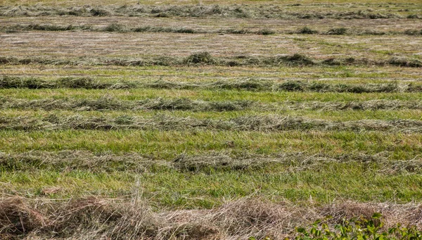 Görünüm alanının yeni saman ile.