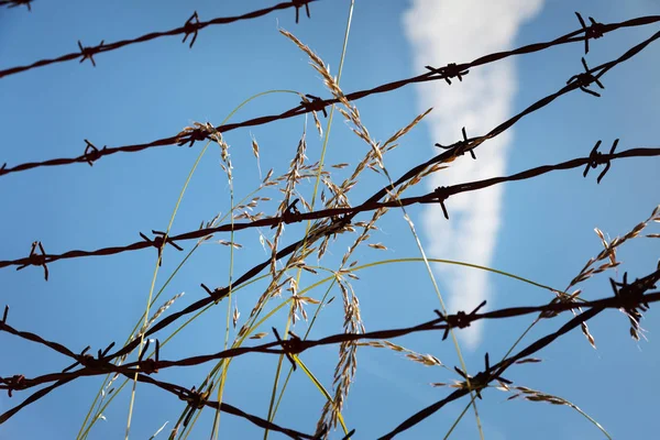 Green Grasses Barbed Wire Concept — Stock Photo, Image