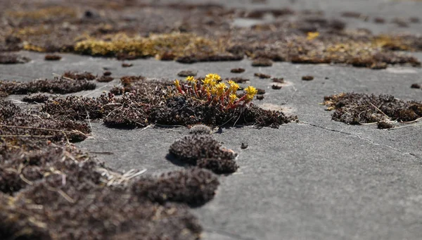 Flores Amarelas Outras Plantas Estão Crescendo Estrada Concreto Com Rachaduras — Fotografia de Stock
