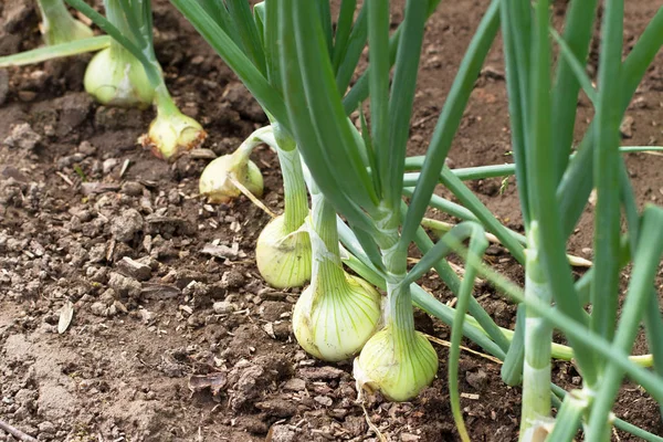 Soğan Plantasyon Içinde Sebze Bahçesi — Stok fotoğraf