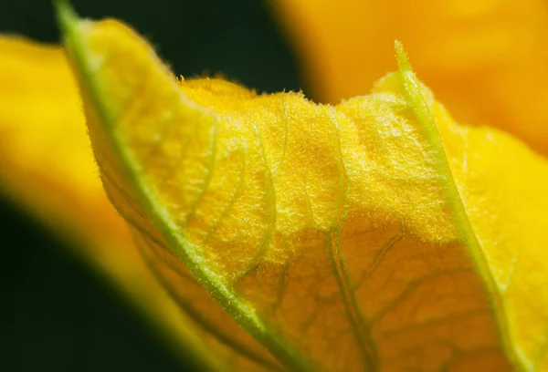 Stor Gul Blomma Vegetabiliska Märg Ourgette — Stockfoto