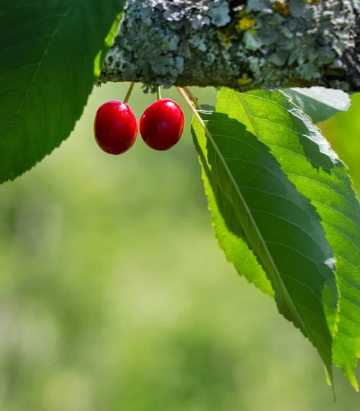 Cerejas Suculentas Vermelhas Jardim Árvore — Fotografia de Stock