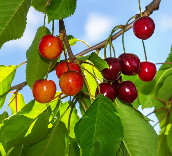 树上花园里的红色多汁樱桃 — 图库照片