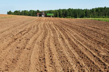 Patates çubukları toprağa ekiliyor..