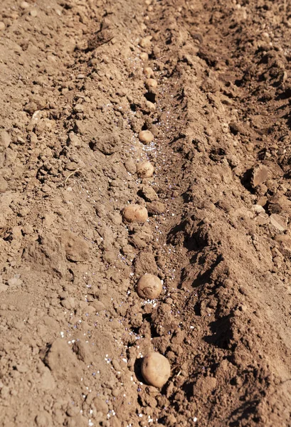 Tubérculos Batata Plantando Chão — Fotografia de Stock