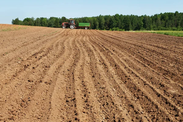 Potatisknölar Som Planteras Marken — Stockfoto