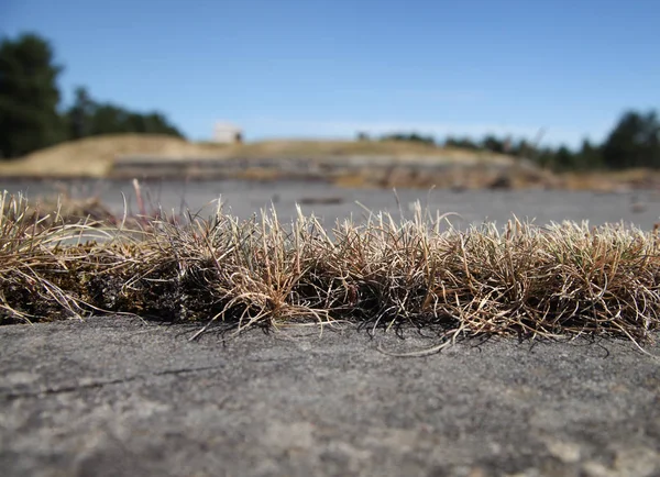 Grasses Growing Weathered Concrete Surface Cracks — Stock Photo, Image
