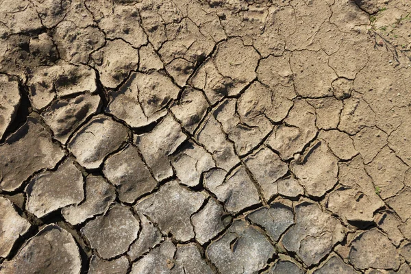 Terreno Agrietado Campo Tiempos Sequía —  Fotos de Stock