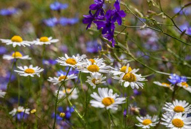 Kır çiçekleri yaz çayır on Orta.