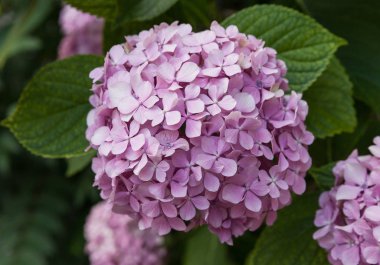 Büyüyen pembe HORTENSIA çiçek.