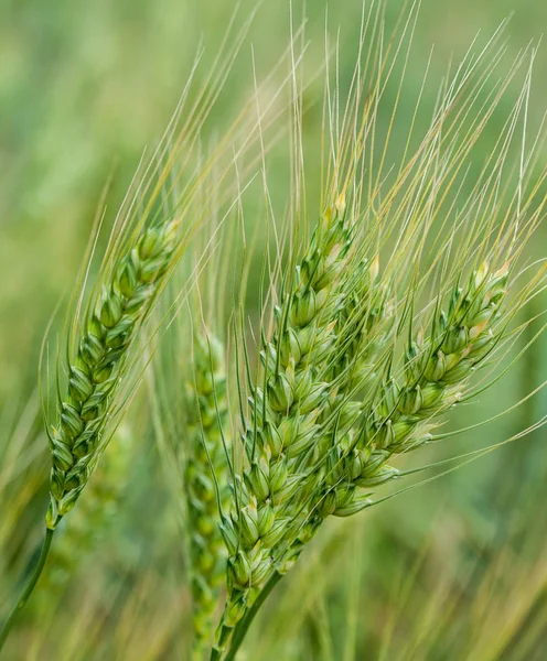 Campo Grano Verde Periodo Estivo — Foto Stock