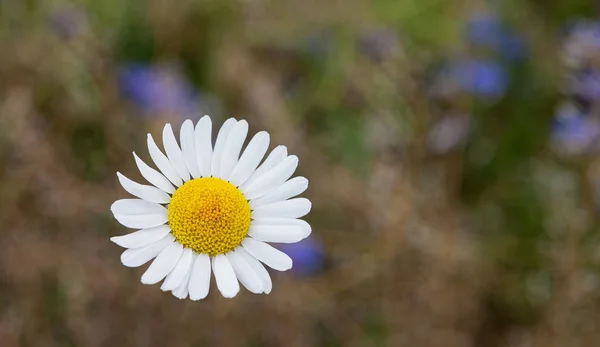 Çiçek Açan Çiçekler Arka Plan Bulanık Orta Yaz Aylarında Beyaz — Stok fotoğraf