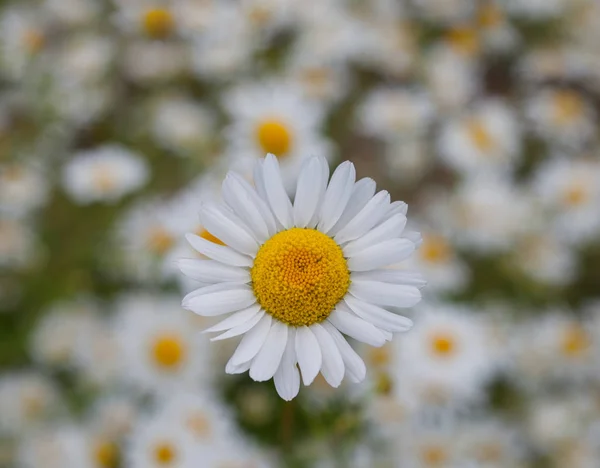 Çiçek Açan Çiçekler Arka Plan Bulanık Orta Yaz Aylarında Beyaz — Stok fotoğraf