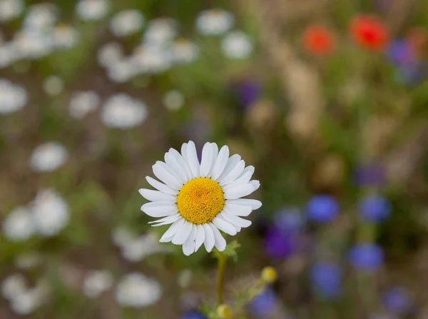 Marguerite Sauvage Blanche Sur Fond Fleurs Floues Milieu Été — Photo