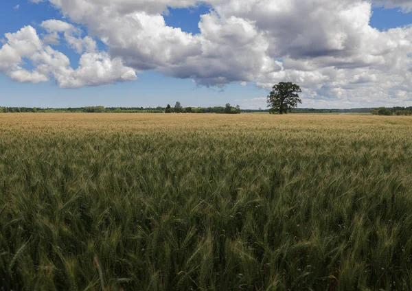 Pole Pszenicy Zielony Okresie Letnim — Zdjęcie stockowe