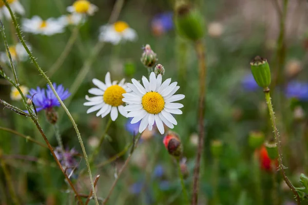 Fleurs Sauvages Sur Prairie Milieu Été — Photo
