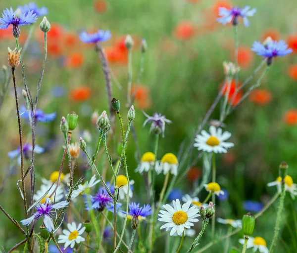 Wild Flowers Meadow Middle Summer — Stock Photo, Image