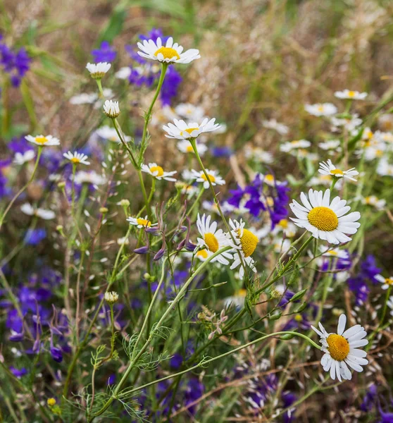 Fleurs Sauvages Sur Prairie Milieu Été — Photo