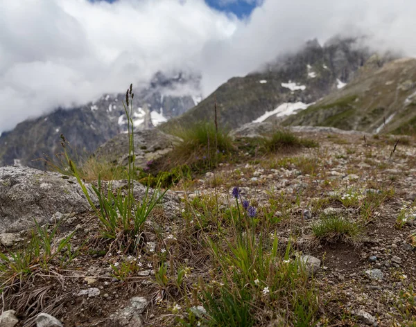 Fleurs Plantes Fleuries Poussent Sur Montagne — Photo