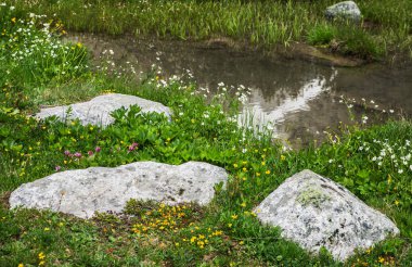 Dağda büyüyen çiçek çiçekler ve bitkiler.