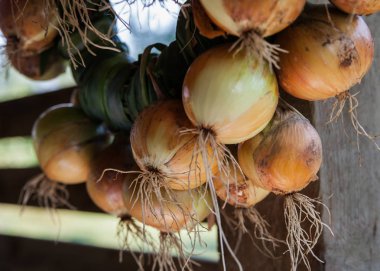 Bir kulübede taze çekilmiş soğan kurur.