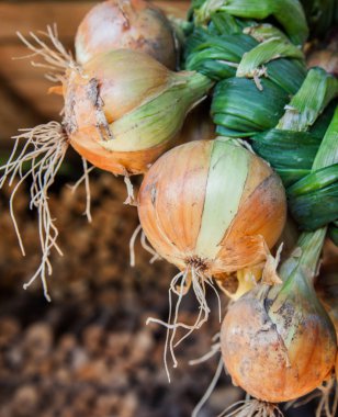 Bir kulübede taze çekilmiş soğan kurur.