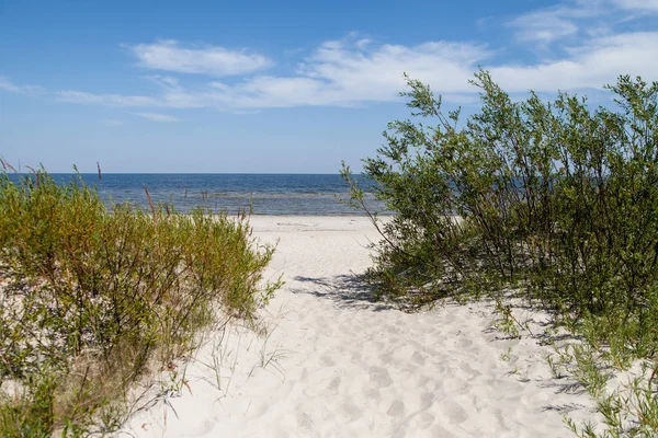 Ot ve çalılar kabuklarıyla bir denize yakın.