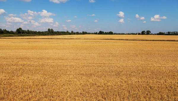 Sláma Louce Natrhané Pšenice — Stock fotografie