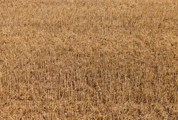 Paglia Sul Prato Dopo Grano Raccolto — Foto Stock