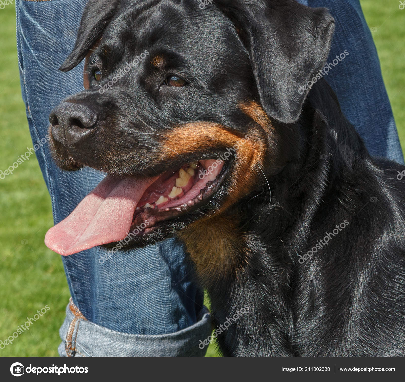 Italian Cane Corso Outdoor Green Grass Stock Photo