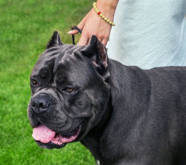 İtalyan cane corso yeşil çimenlerin üzerinde açık.