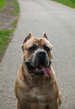 İtalyan Cane Corso köpek yolda portresi.