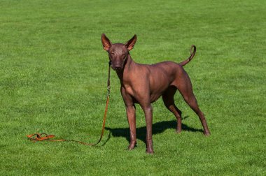 Doğurmak Meksika Hairless köpek kahverengi renk.