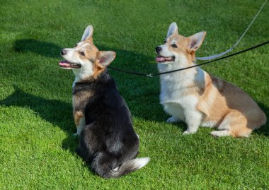 İki Pembroke Welsh Corgi köpek.