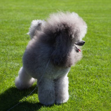 Standart kaniş köpek çim üzerinde.