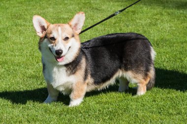 Pembroke Welsh Corgi köpek bir çimenlikte.