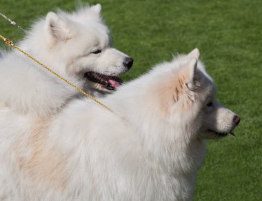 Bir'ın bahçesinde iki köpek Samoyed.