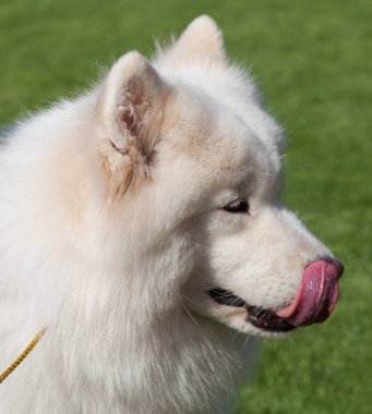 Bir çimenlikte portre köpek Samoyed.