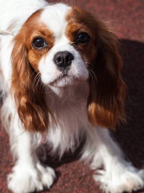 Köpek Cavalier King Charles Spaniel portresi.