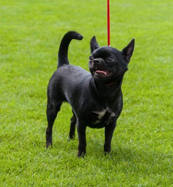 Chihuahua yeşil çimenlerin üzerinde açık.