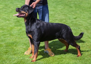 İtalyan cane corso yeşil çimenlerin üzerinde açık.