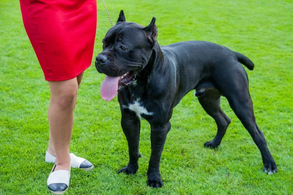 Italian Cane Corso Outdoor Green Grass — Stock Photo, Image