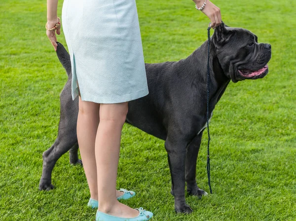 Włoski Cane Corso Odkryty Zielonej Trawie — Zdjęcie stockowe