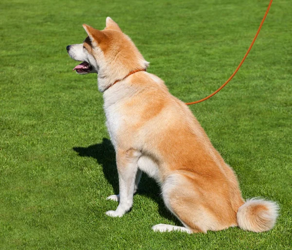 Purebred Hokkaido Lawn — Stock Photo, Image