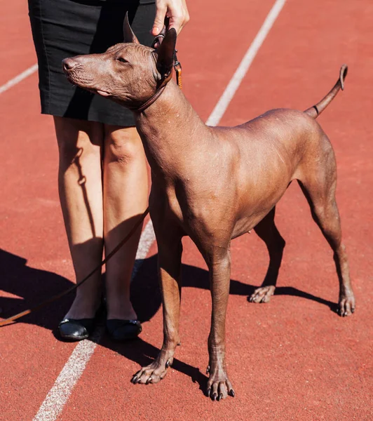 Breed Mexican Hairless Dog Brown Color Woman — Stock Photo, Image